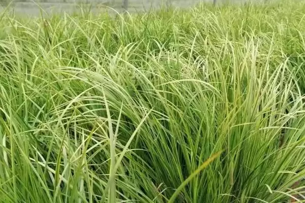 图片[2]-石菖蒲种植三年亩产多少斤(石菖蒲种植三年亩产鲜货400-500公斤)-会东网