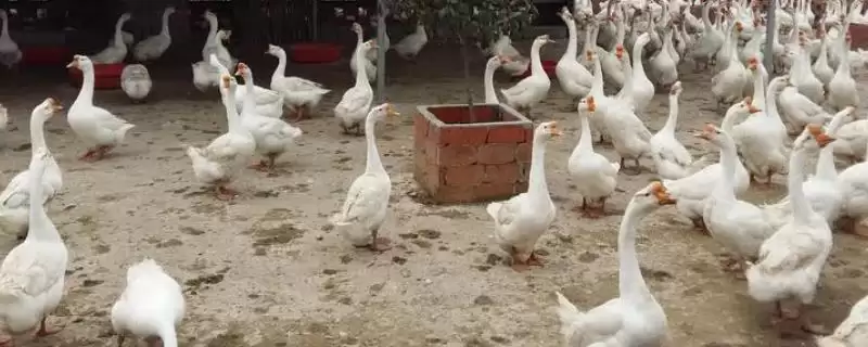 养鹅的利润和成本,2000只鹅利润咋算?-会东网