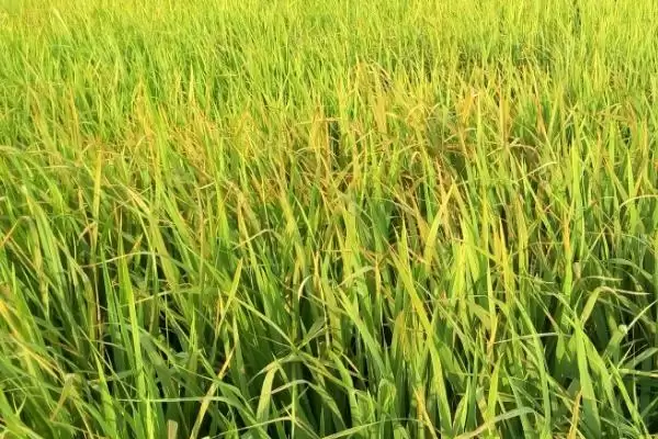 图片[2]-水稻黄叶的原因及防治方法(水稻黄叶因中毒、缺氮或除草剂药害等)-会东网