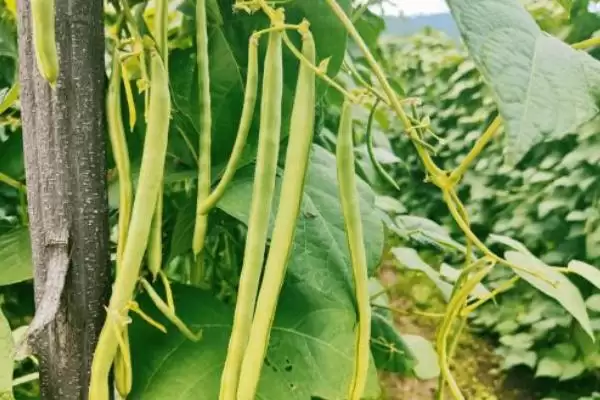 图片[2]-豆类蔬菜花期为何要避免田间出现积水？豆类蔬菜的水肥管理还有哪些关键要点？-会东网
