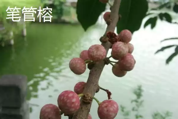 图片[7]-如何挑选榕树种子(挑选榕树种子选颗粒饱满有光泽的)-会东网