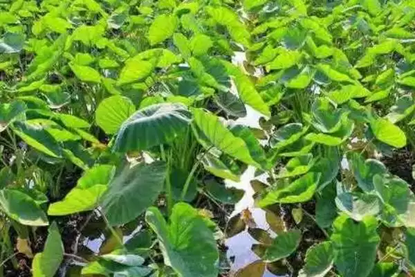 图片[5]-芋头不挖第二年温度回暖后还会再长吗？-会东网