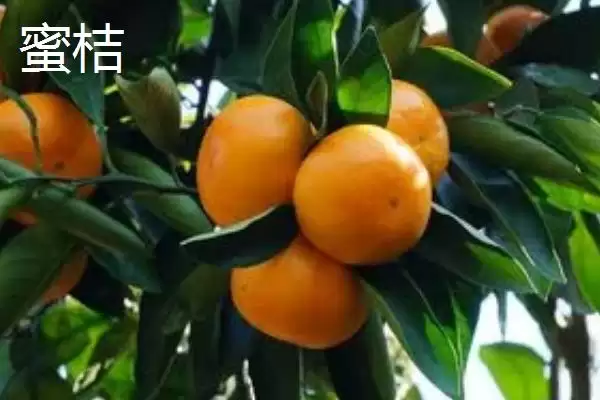 图片[3]-沙糖桔与蜜桔的区别(沙糖桔与蜜桔在颜色、外观、口感不同)-会东网