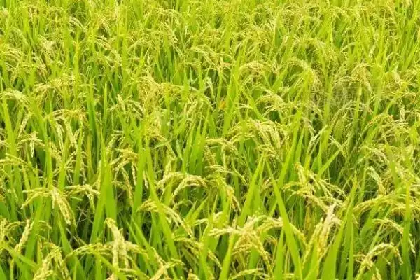 图片[3]-天优10号水稻种子简介(天优10号水稻每亩有效穗数15.2万)-会东网