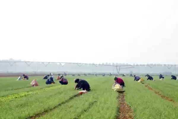 图片[8]-洋葱的种植方法，播种后浇水何作用？-会东网