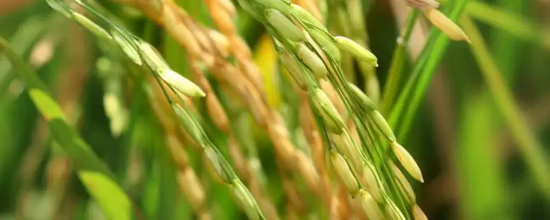 天优10号水稻种子简介(天优10号水稻每亩有效穗数15.2万)-会东网