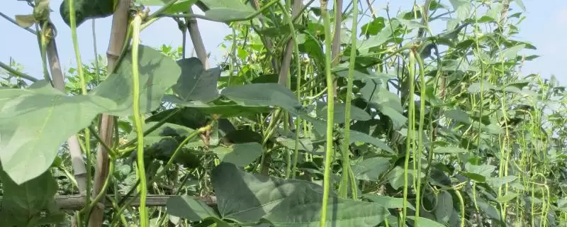 豆类蔬菜花期为何要避免田间出现积水?豆类蔬菜的水肥管理还有哪些关键要点?-会东网