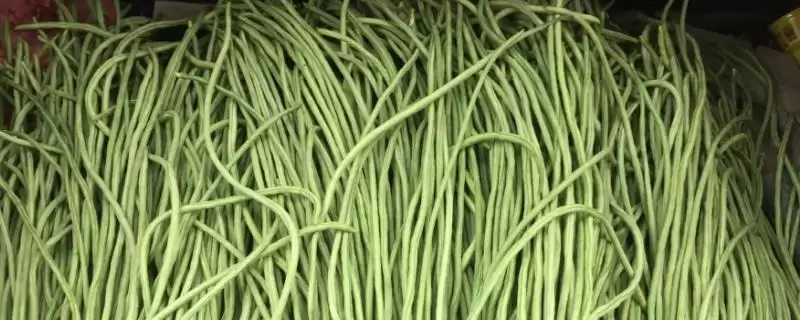 大棚豆角夜间温度保持在15-20℃左右的原因是什么?温度过高或过低会对豆角产生什么影响?-会东网