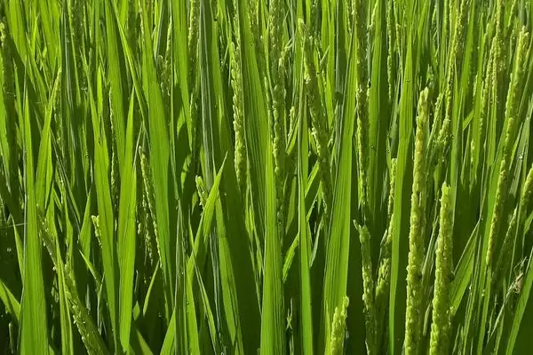 图片[2]-爽两优113水稻品种的特性(爽两优113水稻秧田亩播种量约10公斤)-会东网