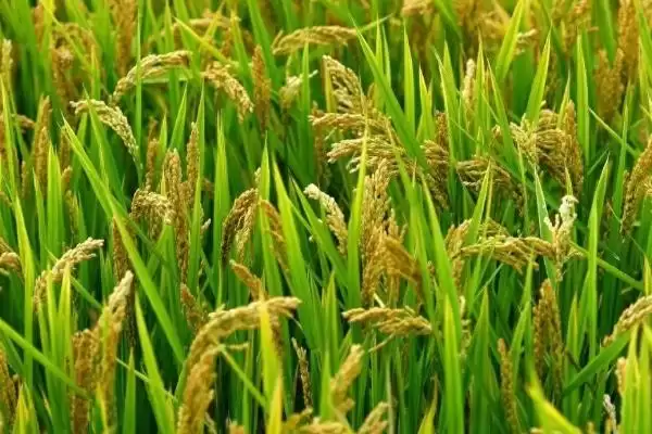 图片[5]-水稻只开花不结果的原因(水稻只开花不结果因青立病或缺营养)-会东网