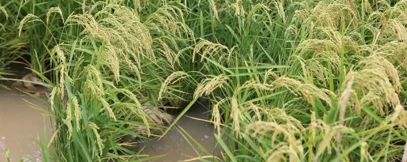中国海水稻2022年年底种植面积超100万亩?-会东网
