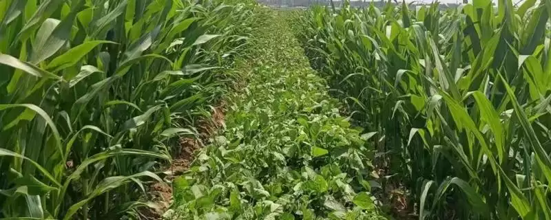 出苗至成熟平均118天的吉育2511大豆种子,有哪些特点?-会东网