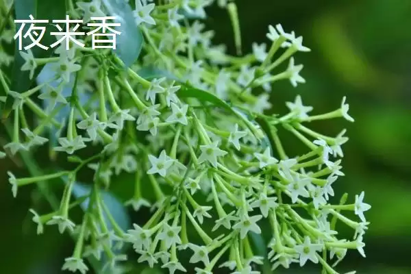 图片[7]-蓬莱松为何适于客厅盆栽观赏？还有哪些适合的植物？-会东网
