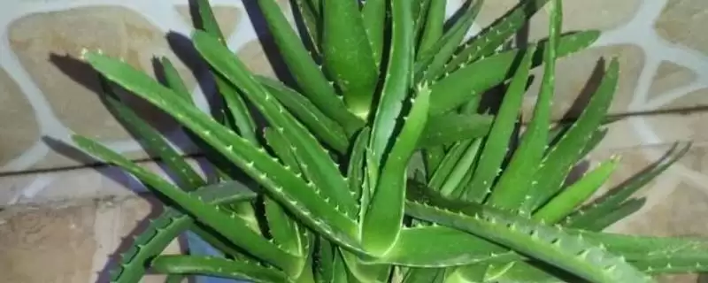 新手阳台适合种啥植物，芦荟有何种植优势？-会东网