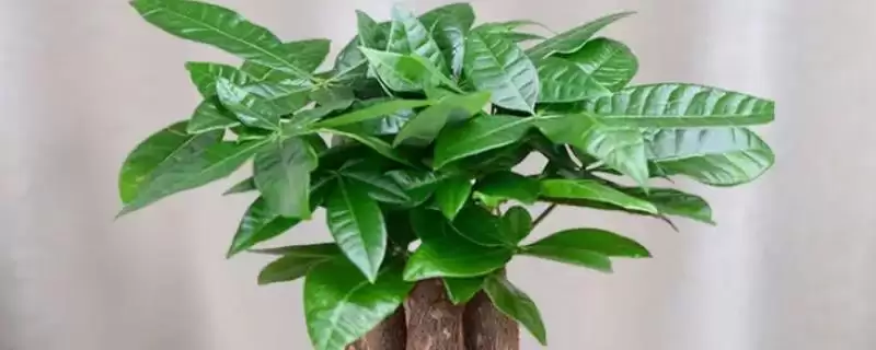 蓬莱松为何适于客厅盆栽观赏?还有哪些适合的植物?-会东网