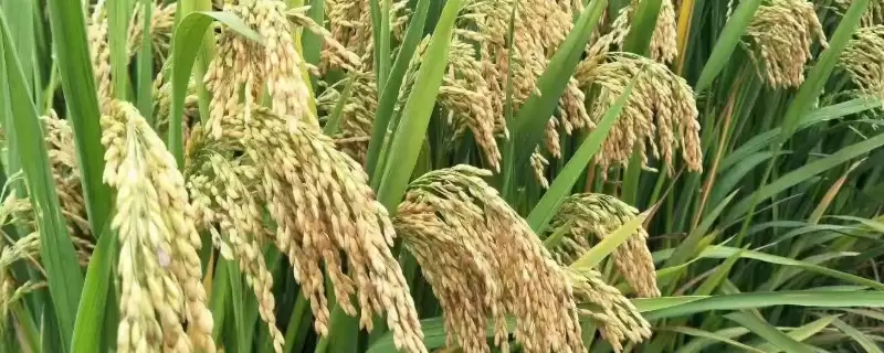 永优6258水稻种子大田用种量每亩1.5公斤吗?-会东网