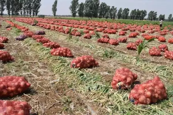 图片[11]-洋葱的种植方法，播种后浇水何作用？-会东网