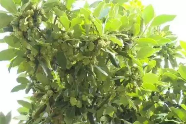 图片[8]-文山特产有哪些，文山三七有何特点？-会东网
