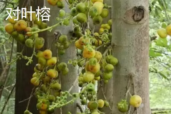 图片[8]-如何挑选榕树种子(挑选榕树种子选颗粒饱满有光泽的)-会东网