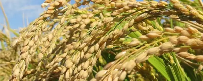 荣优9号水稻种子特点(荣优9号水稻品种株高87.4厘米)-会东网