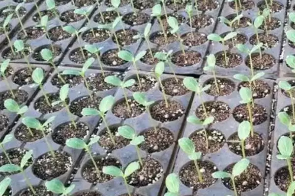 图片[4]-西瓜的种植方法，播种前晒种何作用？-会东网