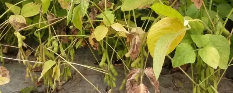 新疆黄豆亩产量高达811公斤,是哪些因素造就了高产奇迹?-会东网
