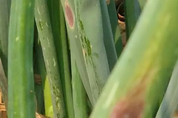 图片[15]-洋葱的种植方法，播种后浇水何作用？-会东网
