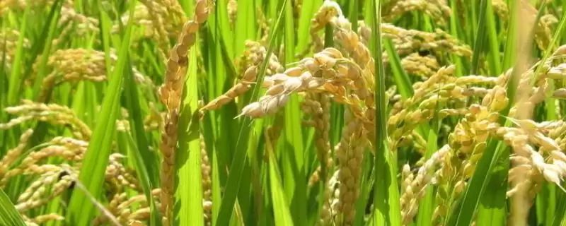 宜香优1108水稻种子特性,全生育期多少天?-会东网