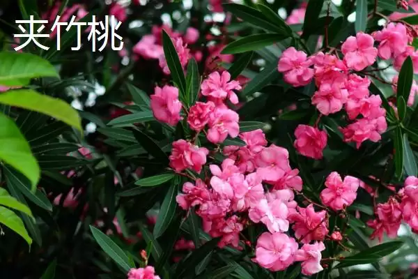 图片[6]-蓬莱松为何适于客厅盆栽观赏？还有哪些适合的植物？-会东网