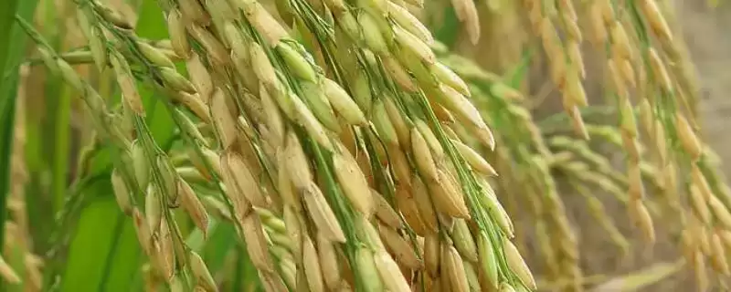 晚粳W328水稻种子情况,全生育期多少天?-会东网