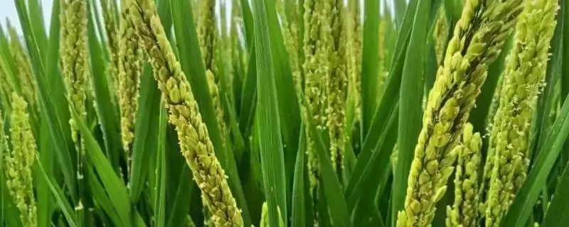 水稻只开花不结果的原因(水稻只开花不结果因青立病或缺营养)-会东网