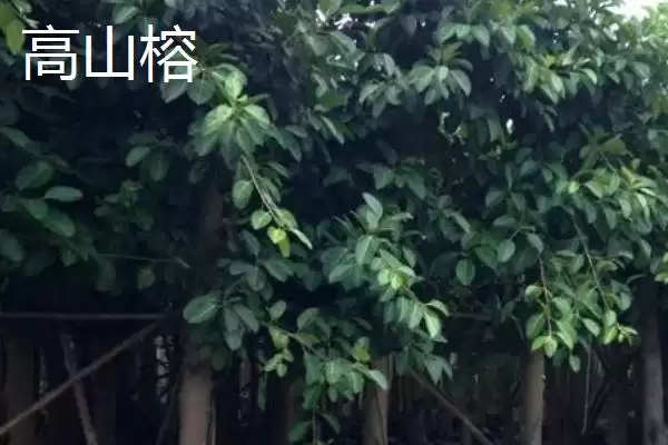 图片[6]-如何挑选榕树种子(挑选榕树种子选颗粒饱满有光泽的)-会东网