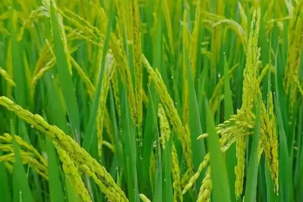 图片[3]-水稻只开花不结果的原因(水稻只开花不结果因青立病或缺营养)-会东网
