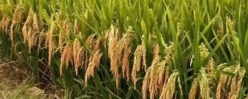 万象优337水稻种情况,全生育期具体几天?-会东网