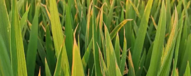 水稻黄叶的原因及防治方法(水稻黄叶因中毒、缺氮或除草剂药害等)-会东网