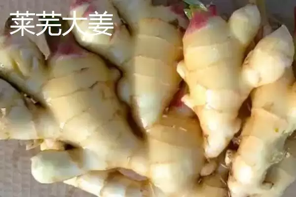 图片[4]-生姜种子的价格(生姜种子的价格一般每斤在5-15元左右)-会东网