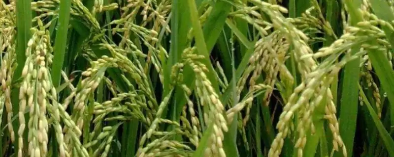 兴育2号水稻品种情况,4月上旬播原因?-会东网