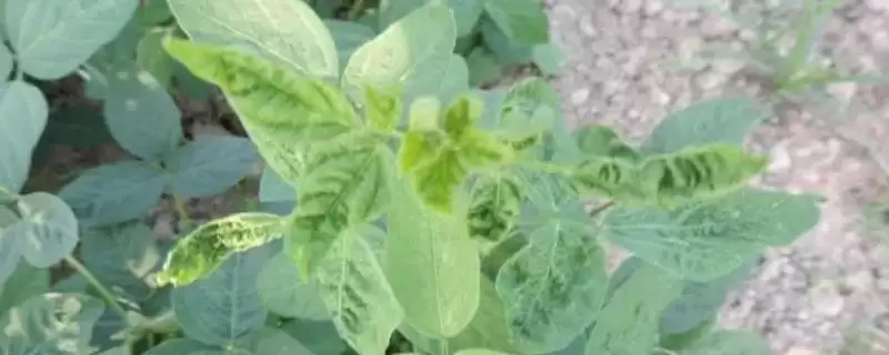 大豆病毒病常在春季发病,春季的哪些环境因素容易诱发该病?大豆病毒病防治技术有哪些关键要点?-会东网