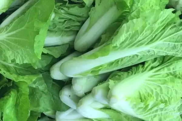 图片[3]-水白菜的分布(水白菜在我国珠江三角洲一带野生较多)-会东网