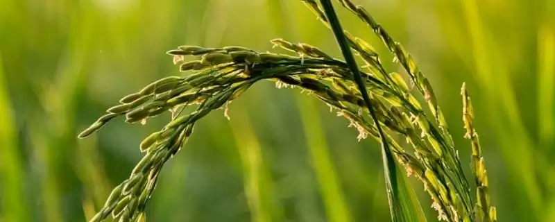 泰两优晶丝苗水稻种子简介(泰两优晶丝苗水稻该品种植株较矮)-会东网