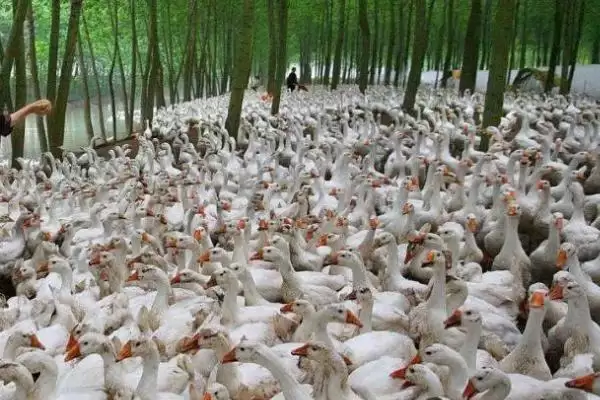图片[4]-养鹅的利润和成本，2000只鹅利润咋算？-会东网