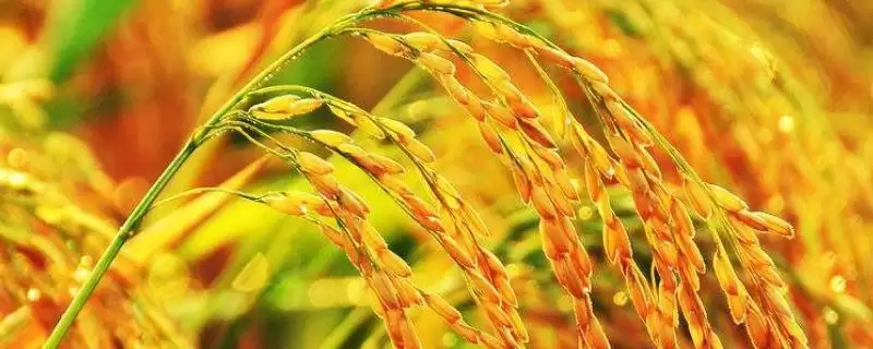 裕优641水稻品种属感温籼型三系杂交稻?-会东网