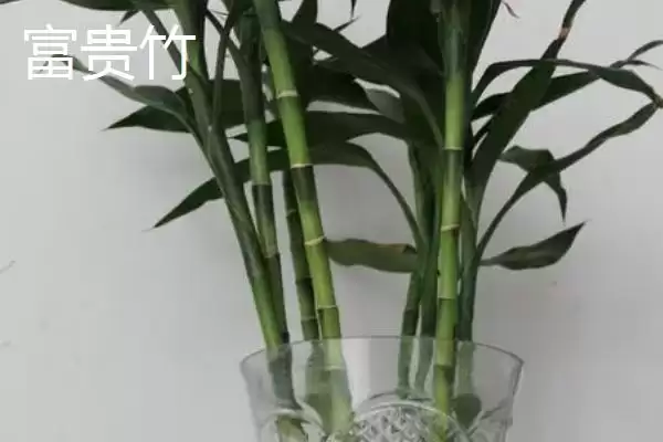 图片[2]-蓬莱松为何适于客厅盆栽观赏？还有哪些适合的植物？-会东网