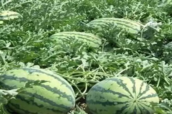 图片[3]-西瓜的种植方法，播种前晒种何作用？-会东网