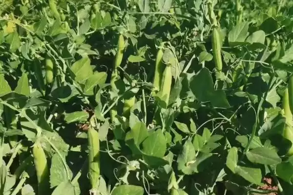 图片[2]-豌豆的高产种植术，穴播条播有何优势？-会东网