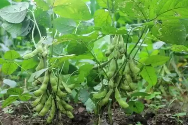 图片[4]-大豆蚜虫、大豆食心虫、豆荚螟等是常见虫害，它们分别在大豆生长的哪些阶段造成危害？大豆病虫害还有哪些？-会东网
