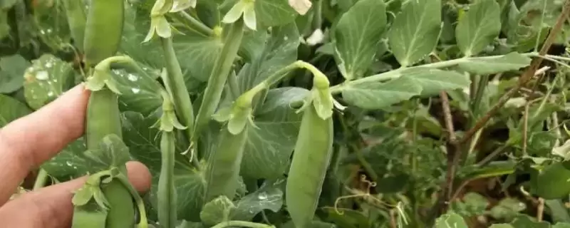 豌豆的高产种植术，穴播条播有何优势？-会东网