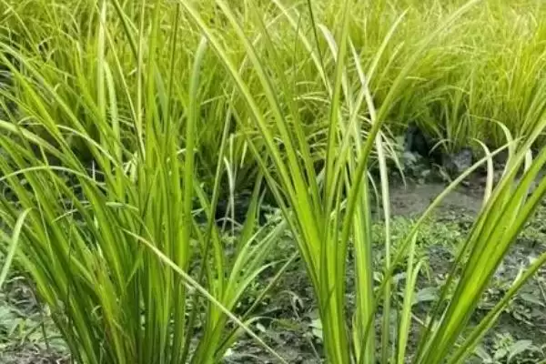 图片[4]-石菖蒲种植三年亩产多少斤(石菖蒲种植三年亩产鲜货400-500公斤)-会东网