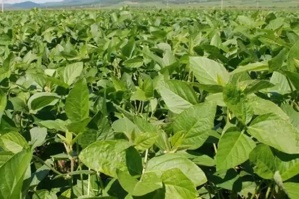 图片[2]-大豆蚜虫、大豆食心虫、豆荚螟等是常见虫害，它们分别在大豆生长的哪些阶段造成危害？大豆病虫害还有哪些？-会东网