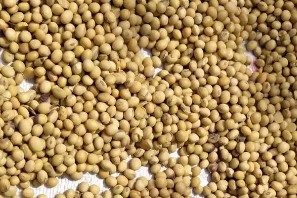 图片[4]-大豆自留种多年会有什么问题？大豆自留种除了不可多年留种还有哪些注意事项？-会东网